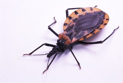 Kissing bug