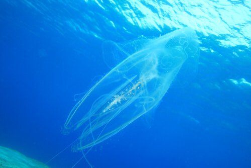 Manet med långa tentakler