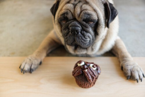 Mops med muffins