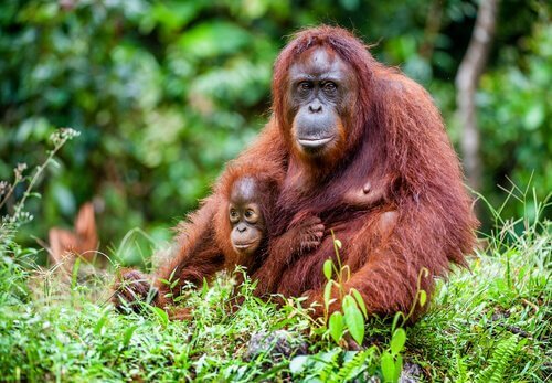 Orangutang med unge