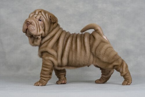 Tysta hundraser: Shar pei