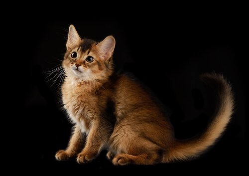 Somali-kattunge