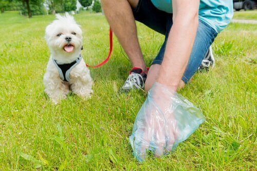 Ägare plockar upp hundbajs efter sin hund.