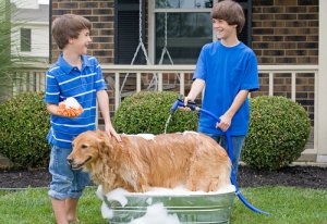 Tips för att bada din hund med trädgårdsslangen
