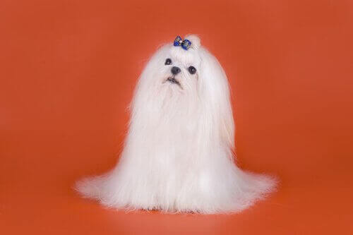 Nyfiken maltes tittar mot sin ägare.