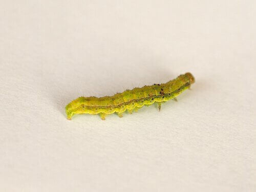 Chrysodeixis chalcites
