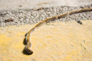 Thaumetopoea pityocampa: en fjärilslarv från Europa