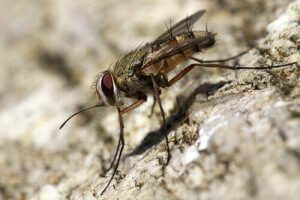 Förhindra stallflugor hos dina hundar med dessa tips
