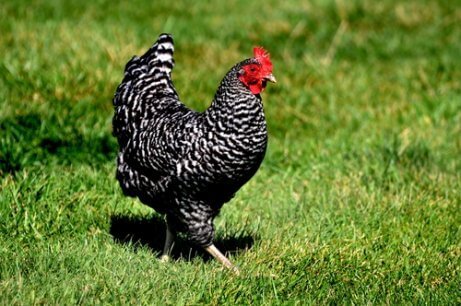 En höna av den amerikanska rasen plymouth rock vandrar i gräset.