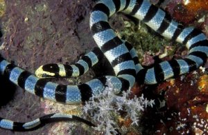 Lär dig mer om de giftiga havsormarna