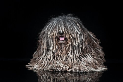 Hund med mycket päls.
