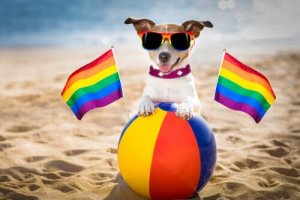 Existerar homosexualitet bland hundar?