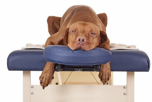 Hund som ska få massage.