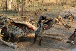 Exempel på kleptoparasitism och andra intressanta fakta