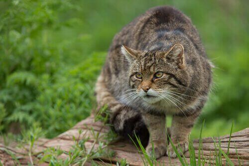 Katt i naturen.