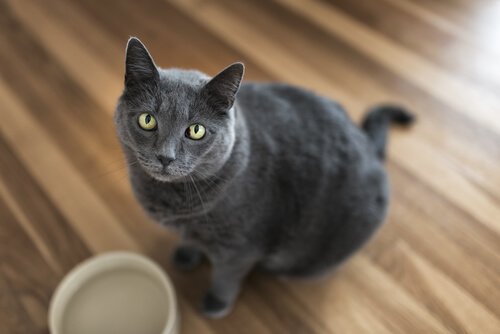 Katt vid matskål.