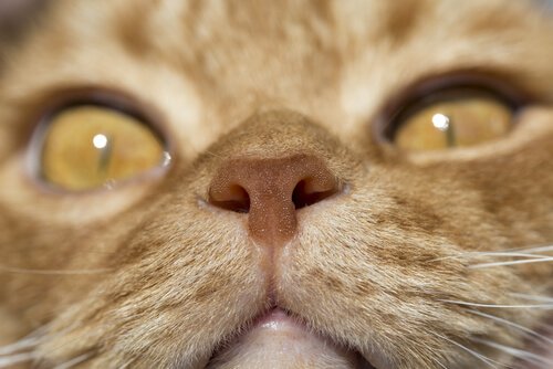 Närbild på en kattnos.