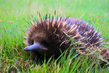 En nyfiken echidna med sina spines ut.
