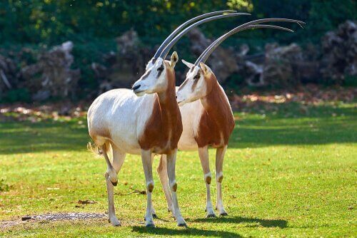 Två sabeloryx tittar ut över savannen.