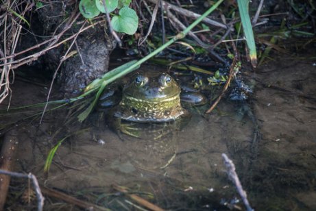 En oxgroda som gömmer sig under några växter i vattnet.