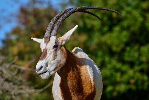 Sabeloryx horn kurvar vackert bakåt.