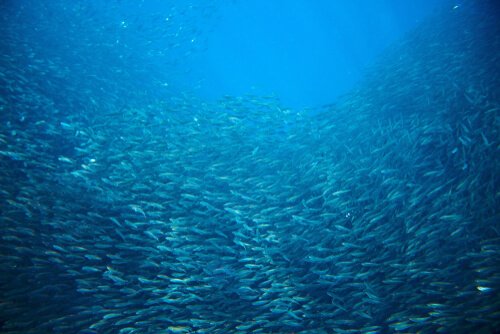 Sardinerna massmigrerar i havet.