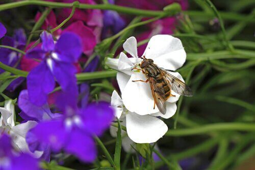 Stallfluga som sitter på blomma.