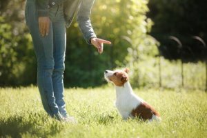 Allt om hur träning kan stärka bandet till din hund