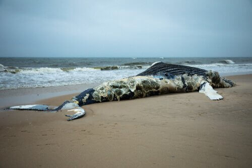 Strandad val.