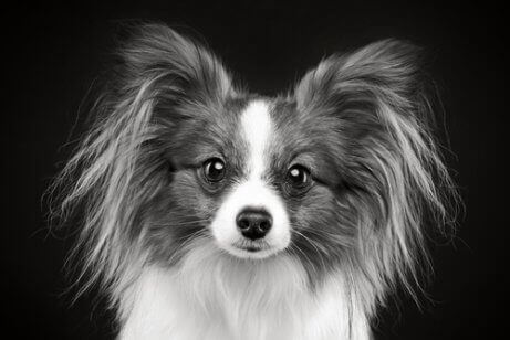 Svartvitt foto av liten hund.