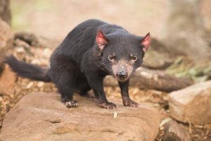 Australien är känt som pungdjurens land
