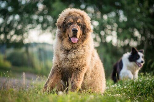 Tibetansk mastiff.