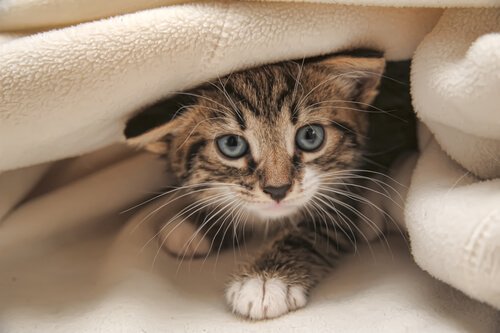 Träna din katt med en stor dos av tålamod