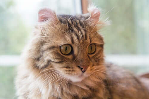 American curl