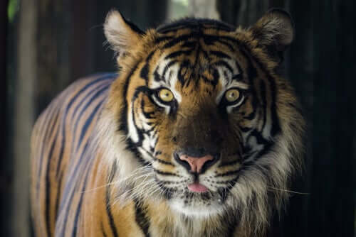 En tiger