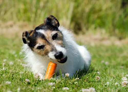 Hund äter morot