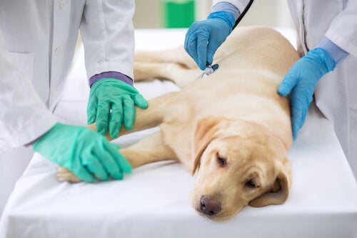 Hund hos veterinären