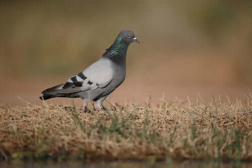 Klippduvan är vanlig