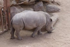 Många djur riskerar utrotning, men är alla i fara?