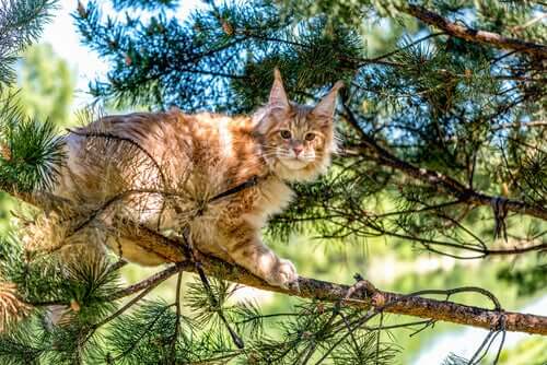semilånghåriga kattraser: Maine coon på gren