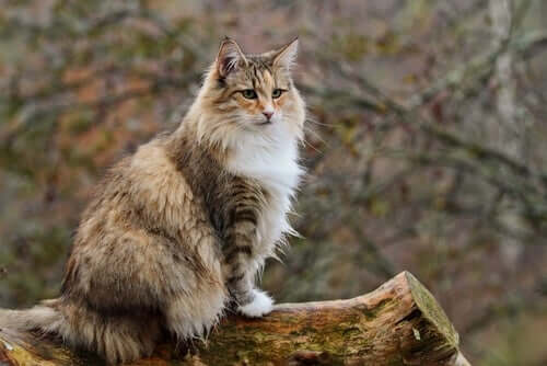 Norsk skogkatt på stock