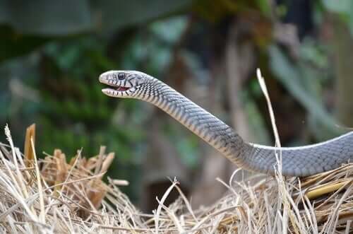 Orm med munnen öppen