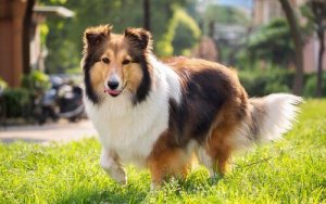 Positiva egenskaper hos shetland sheepdog