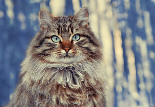 Sibirisk katt