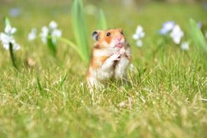 Hur man skapar ett perfekt hem åt smådjur