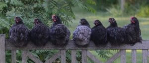 7 saker du behöver veta när du ska bygga ett hönshus