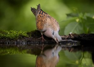 Spanska duvor: fem olika varianter & deras kännetecken