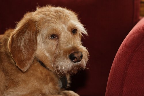 Egenskaper hos Basset fauve de bertagne