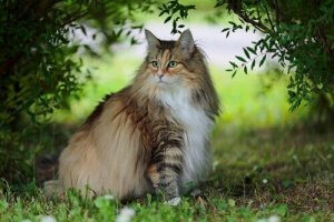 Den mystiska norska skogkatten: relativt okänd i världen