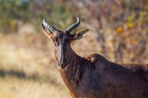 Topin från Afrika: egenskaper och naturlig hemvist
